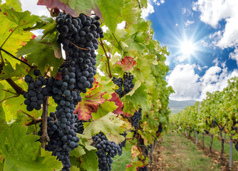 Weinlese: Reife Trauben in der Pfalz :)