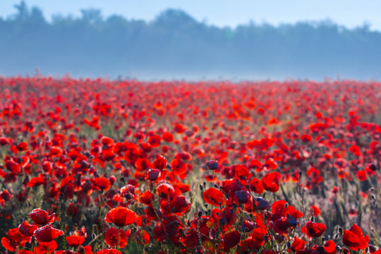 red poppy field in a blue mist