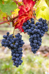 Herbst: Süße, reife, blaue Trauben :)