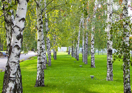 Birches In The Park Autumn