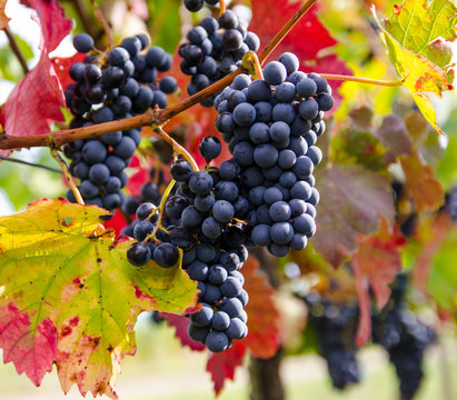 Herbst: S&uuml;&szlig;e, reife, blaue Trauben :)