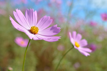 Fototapeta premium コスモスの花