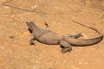 Bengal Monitor Lizard in the forest