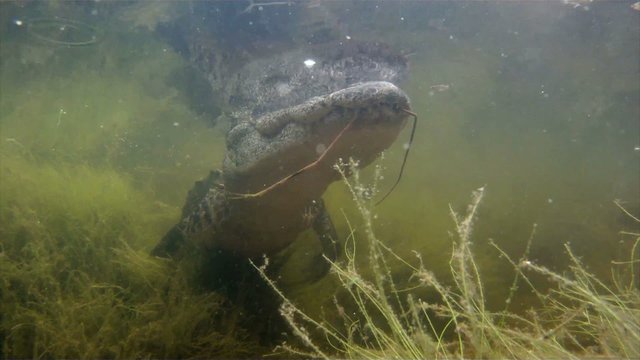 An amazing shot of an alligator swimming underwater.