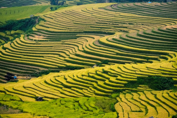 Rice fields on terraced of Mu Cang Chai, YenBai, Vietnam. Rice fields prepare the harvest at Northwest Vietnam.