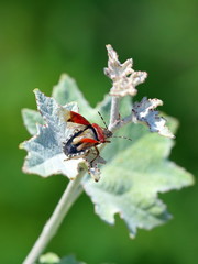Dolycoris baccarum