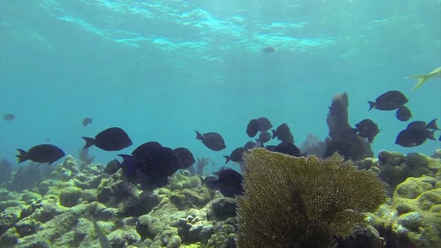Beautiful tropical fish swim around a reef underwater.