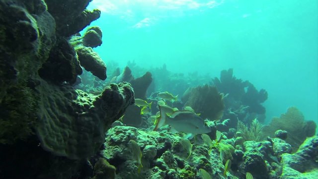 Beautiful tropical fish swim around a reef underwater.