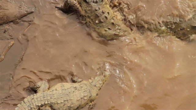 Crocodiles wallow in the mud in Costa Rica.