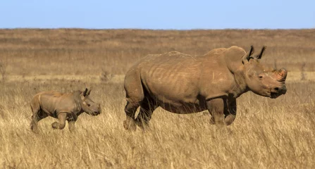 Papier Peint photo Lavable Rhinocéros Mère et bébé rhinocéros