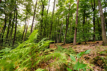 Einladung zum Träumen: Wald mit Morgensonne :)