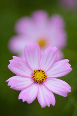 Obraz premium コスモス