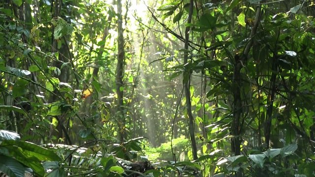 A slow tilt up in a beautiful jungle rainforest.