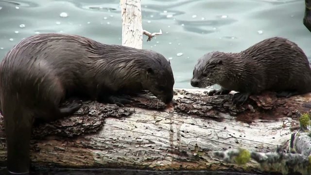 Two otters play on a branch.