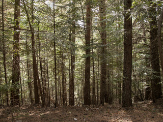 Fototapeta premium Forest