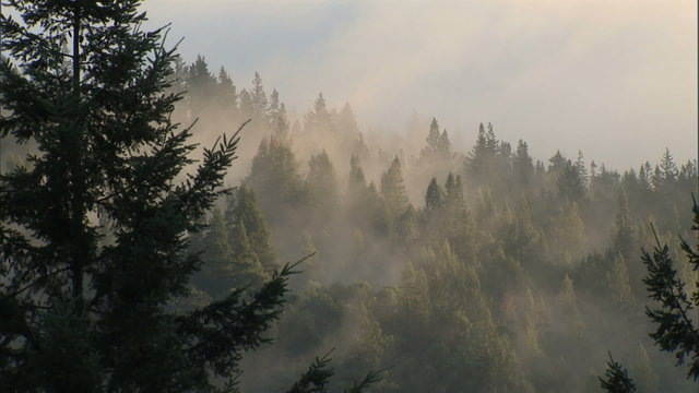 CU fog thru trees for time-lapse