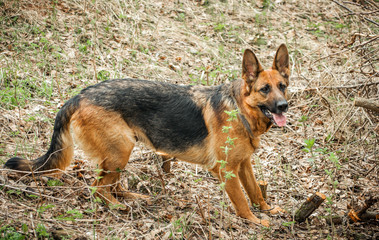 German shepherd clous-up