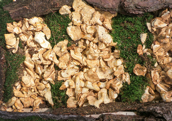 Fresh chanterelles mushrooms display for sale
