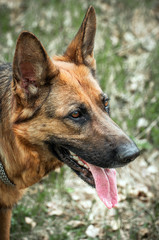 German shepherd clous-up