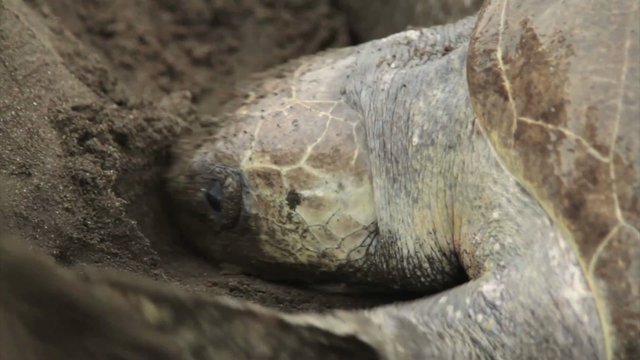 A sea turtle digs in the sand while laying eggs.