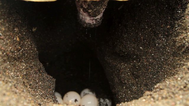 Close up of sea turtle laying eggs in sand.