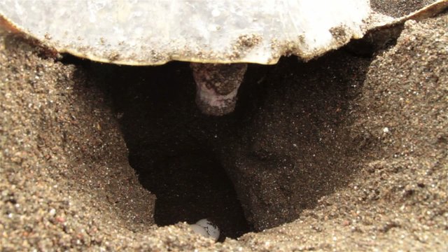 Close up of sea turtle laying eggs in sand.