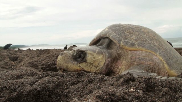 Medium shot of the face of a sea turtle on a beach laying eggs.