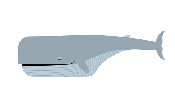 Blue whale white background. Vector illustration of marine anima