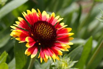 flowers and pollen
