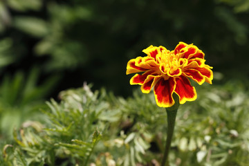 Orange Flower
