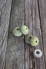 Sea urchins skeleton on old wooden background