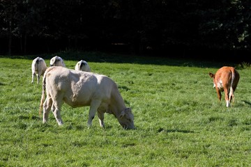 Obraz premium Satisfied cow