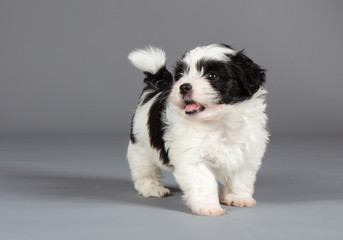 Havaneser Welpe Hund