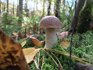 Mushroom in the autumn forest