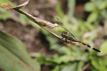 dragonfly
