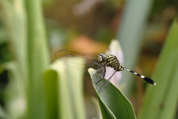 dragonfly
