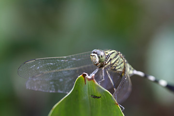 dragonfly