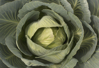 Cabbage texture