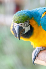 ルリコンゴウインコ