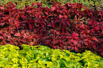 Ornamental flowers on sale