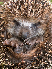Young Hedgehog close up