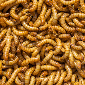 Square Larvae Background