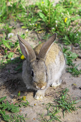Naklejka na ściany i meble domestic grey rabbit on green grass