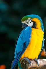Papier peint photo Perroquet ルリコンゴウインコ  © TOMO
