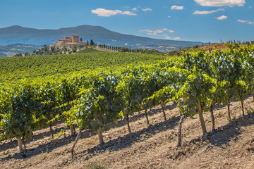 Vineyard in the hills