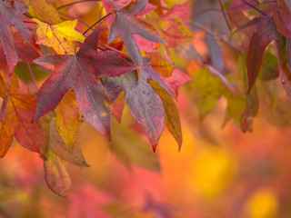 Brightly colored maple leaves