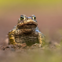 Natterjack toad on front legs