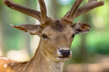 Fallow deer portrait