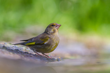 Male Greenfinch