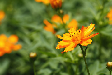 Orange Flower
